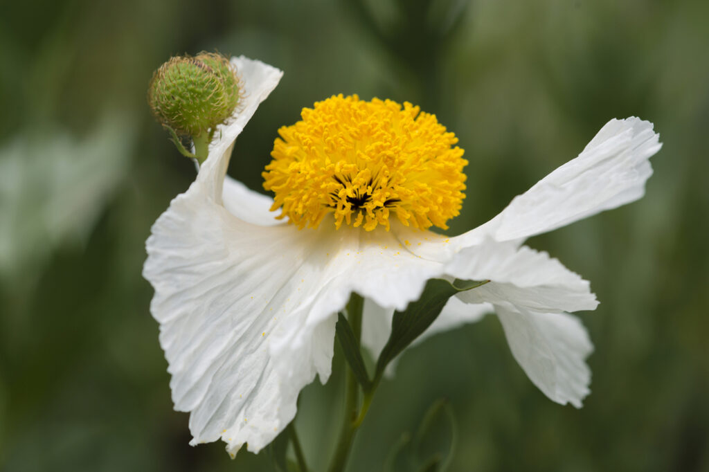 Romneya coulteri (California tree poppy) - (image credit: alessandrozocc)