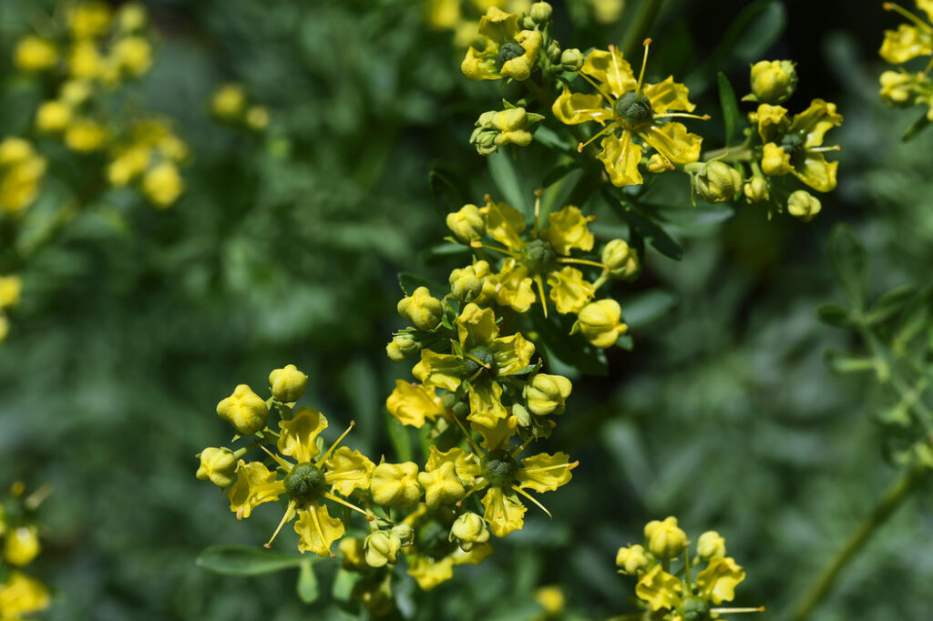 Rue (Ruta graveolens)
- (image credit: fermate)