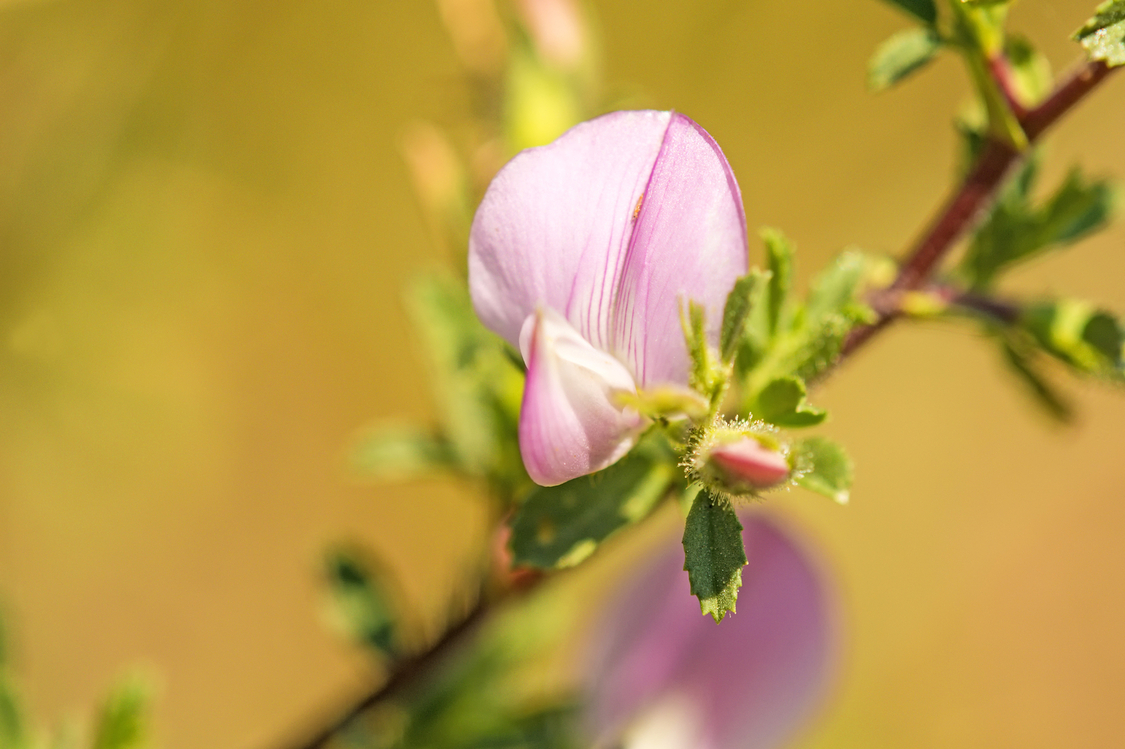 fiori che iniziano per r - Restharrow (Ononis spinosa) - (credito immagine: jochenschneider)