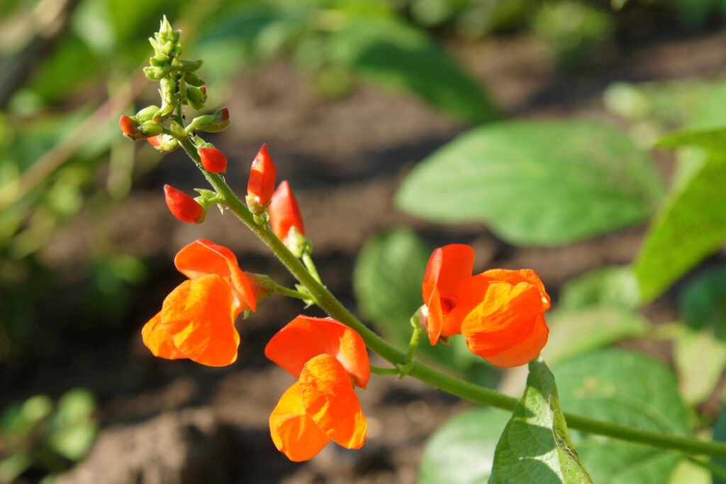 Runner bean (Phaseolus coccineus) - (image credit: V_Nikitenko)