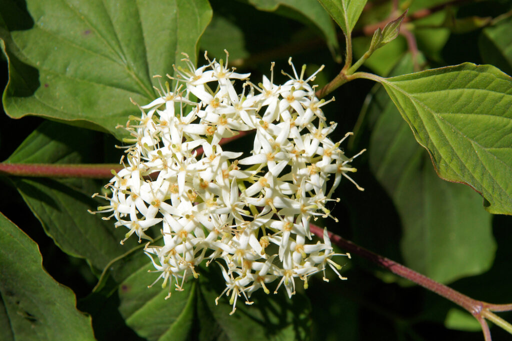 Red twig dogwood (Cornus sericea) - (image credit: V_Nikitenko)