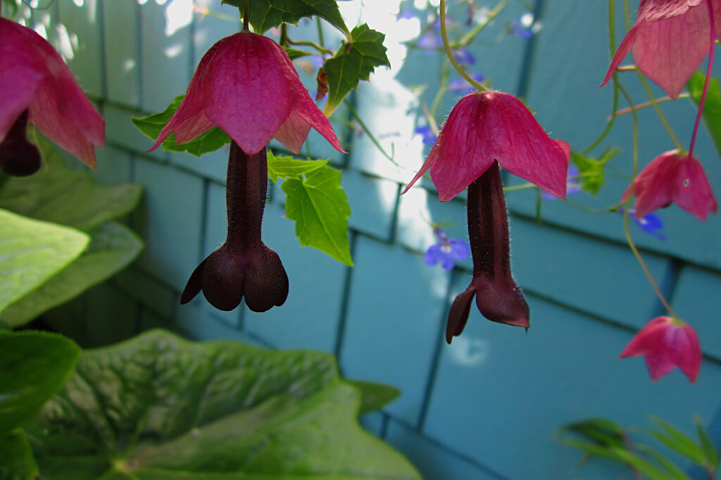 Rhodochiton atrosanguineum (Purple bell vine) - (image credit: YAYImages)