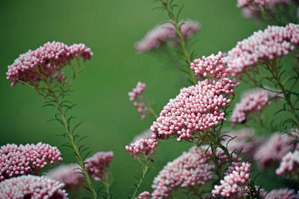 Rice flower (Ozothamnus diosmifolius) - (image credit: KHBlack)