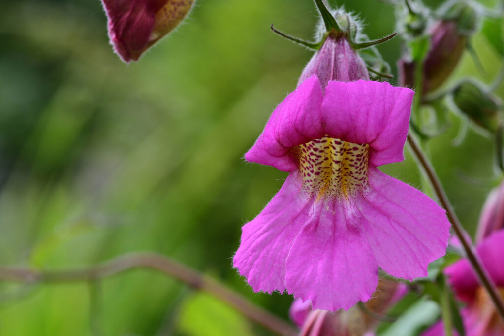 Rehmannia angulata (Chinese foxglove) - (image credit: tommeaker26@gmail.com)