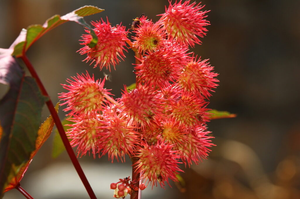 Ricinus communis (Castor bean) - (image credit: Phofun)