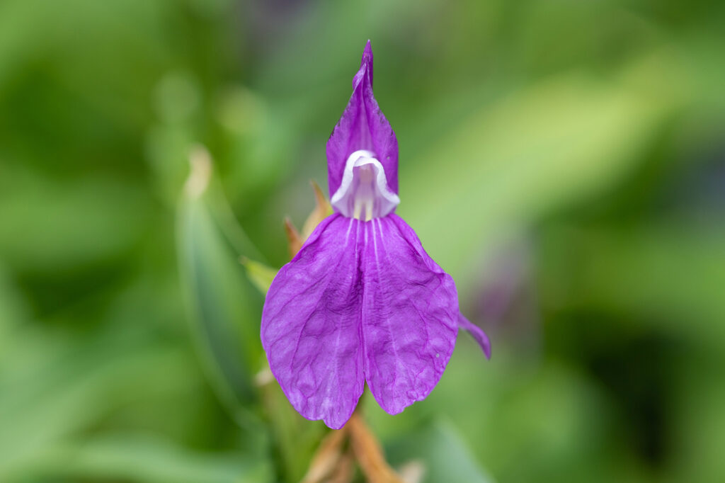 Roscoea (Roscoea auriculata) - (image credit: tommeaker26@gmail.com)