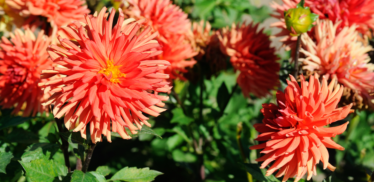 dinner plate dahlias - (image credit: AlinaMD)