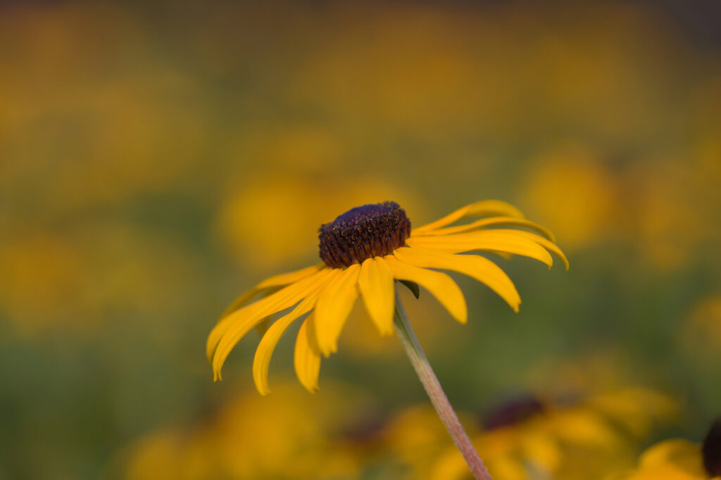 Rudbeckia hirta (Black-eyed Susan) - (image credit: Coffee999)