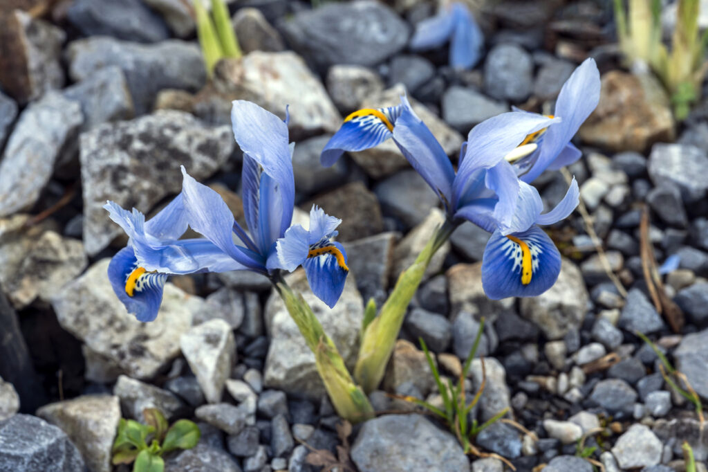 Reticulated iris (Iris reticulata) - (image credit: lenschanger)