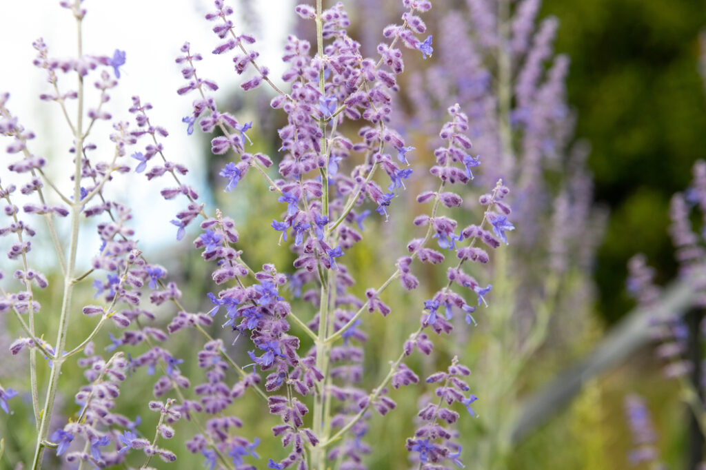 Russian sage (Salvia yangii) - (image credit: tommeaker26@gmail.com)