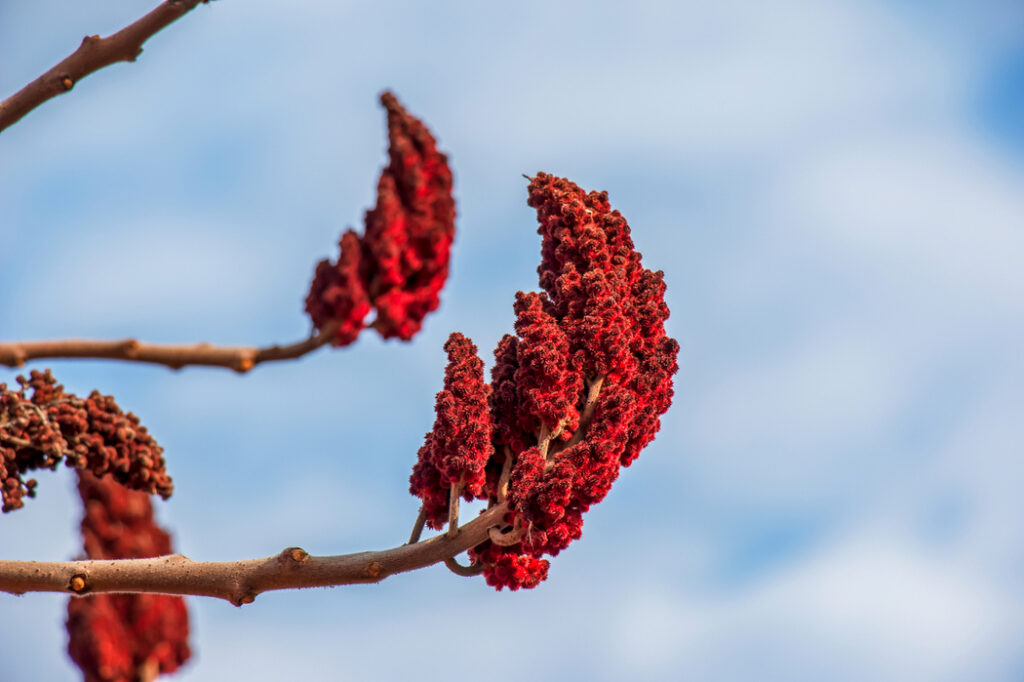 Rhus typhina (Staghorn sumac) - (image credit: Antares_NS)