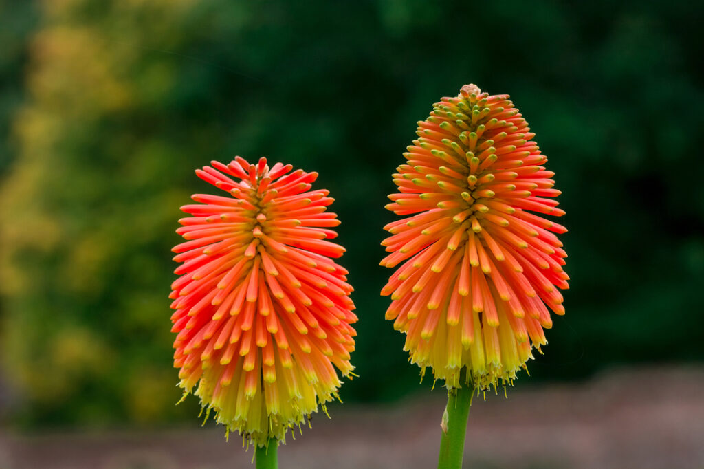 Red hot pokers (Kniphofia spp.) - (image credit: annaleb06.aol.co.uk)