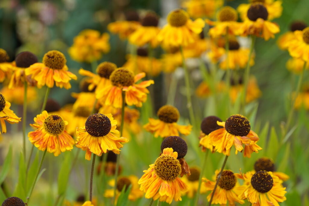 Rudbeckia fulgida (Orange cone flower) - (image credit: Sujitto)