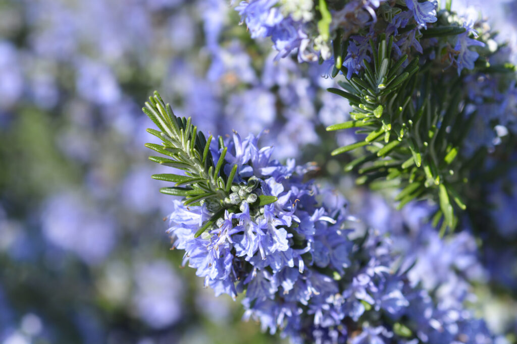 Rosemary (Rosmarinus officinalis) - (image credit: nahhan)