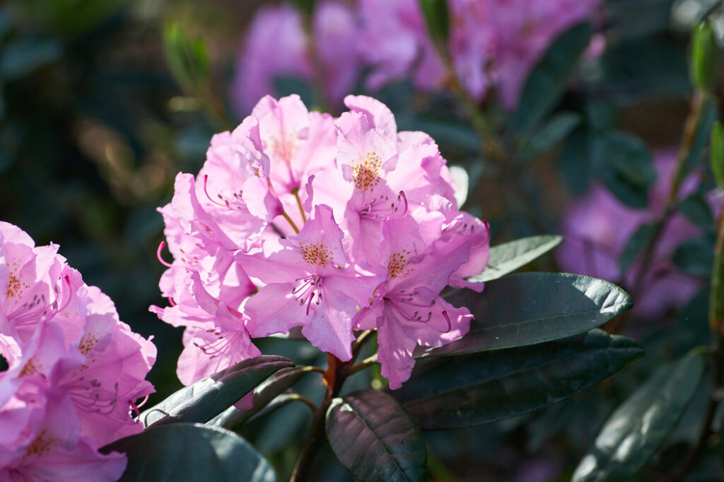 Rhododendron (Rhododendron spp.) - (image credit: saharrr)