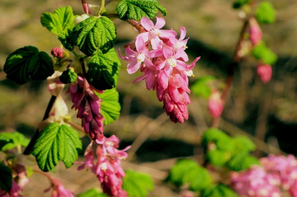 Ribes sanguineum (Flowering currant) - (image credit: tomsphotos)