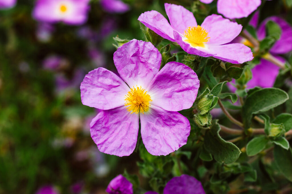 Rock rose (Cistus spp.) - (image credit: IndividualOne)