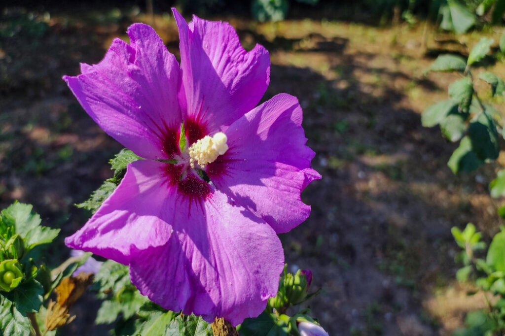 Rose of Sharon (Hibiscus syriacus) - (image credit: photo_pw)