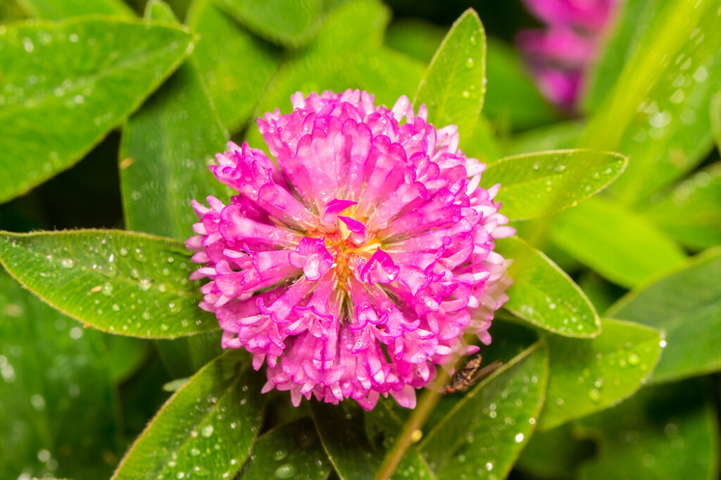 Red clover (Trifolium pretense) - (image credit: mars58)