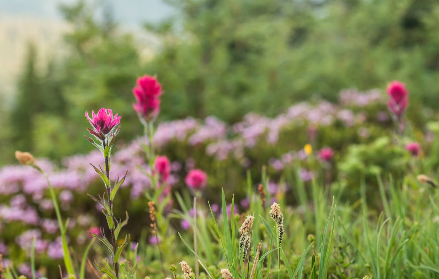 Fiori selvatici: come creare un giardino utile all'ambiente