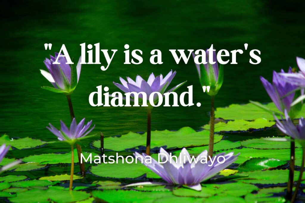 Quotes about water lilies - (image credit: Guntherize)