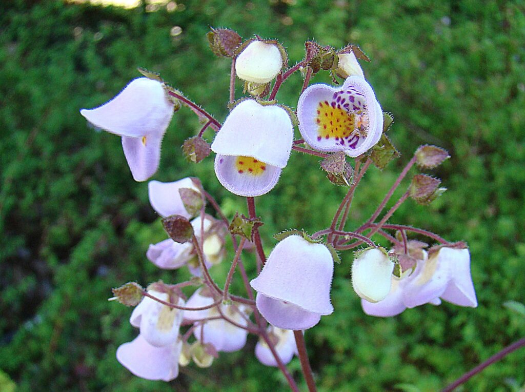 Jovellana (Jovellana violacea) - (image credit: James Gaither)