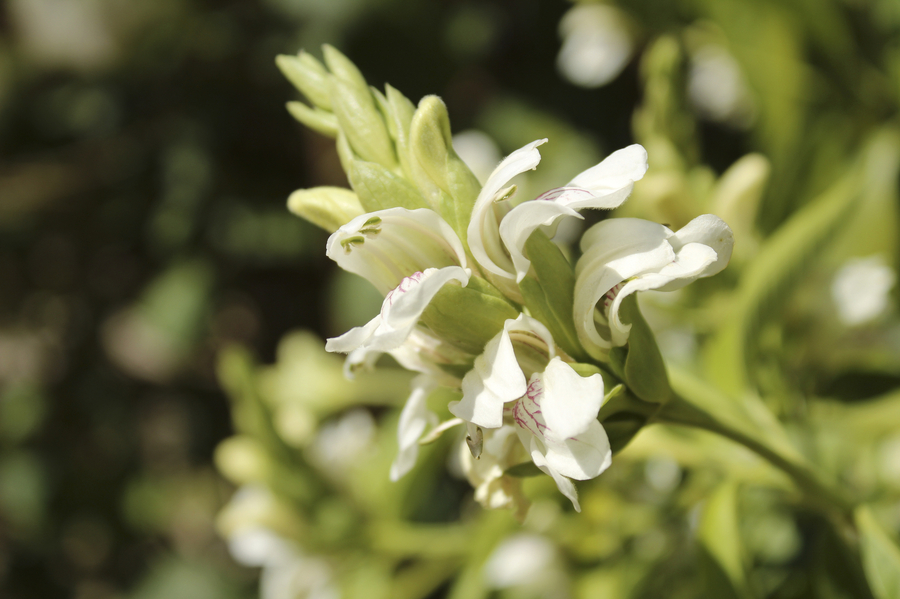 Flowers that start with J - Justicia Adhatoda - (image credit: soniabonetruiz)