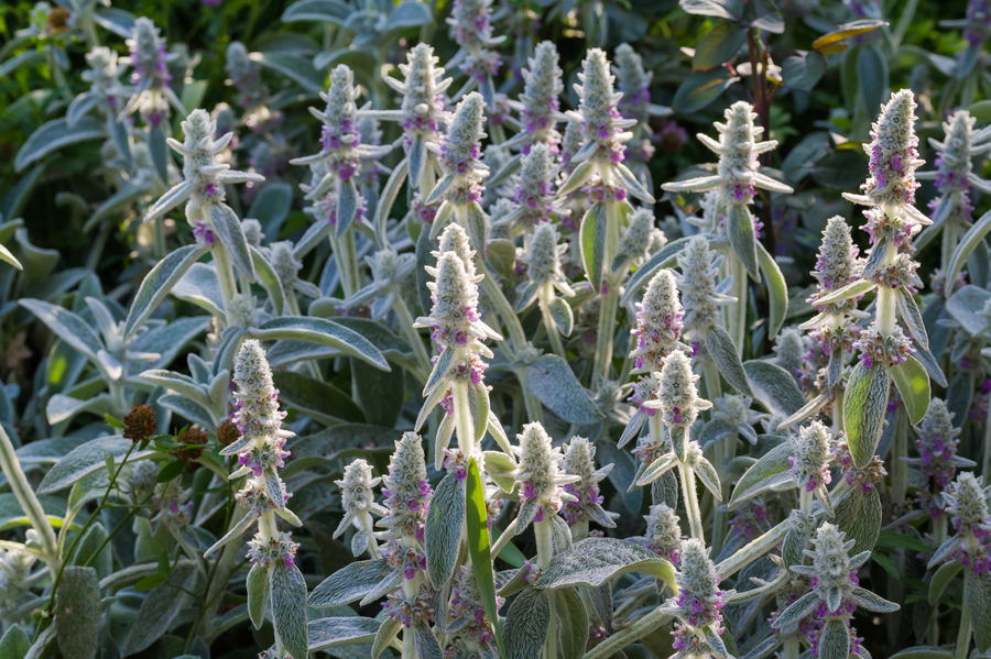 Flowers that start with L - Lamb's-ears (Stachys byzantina) - (image credit: ambph)