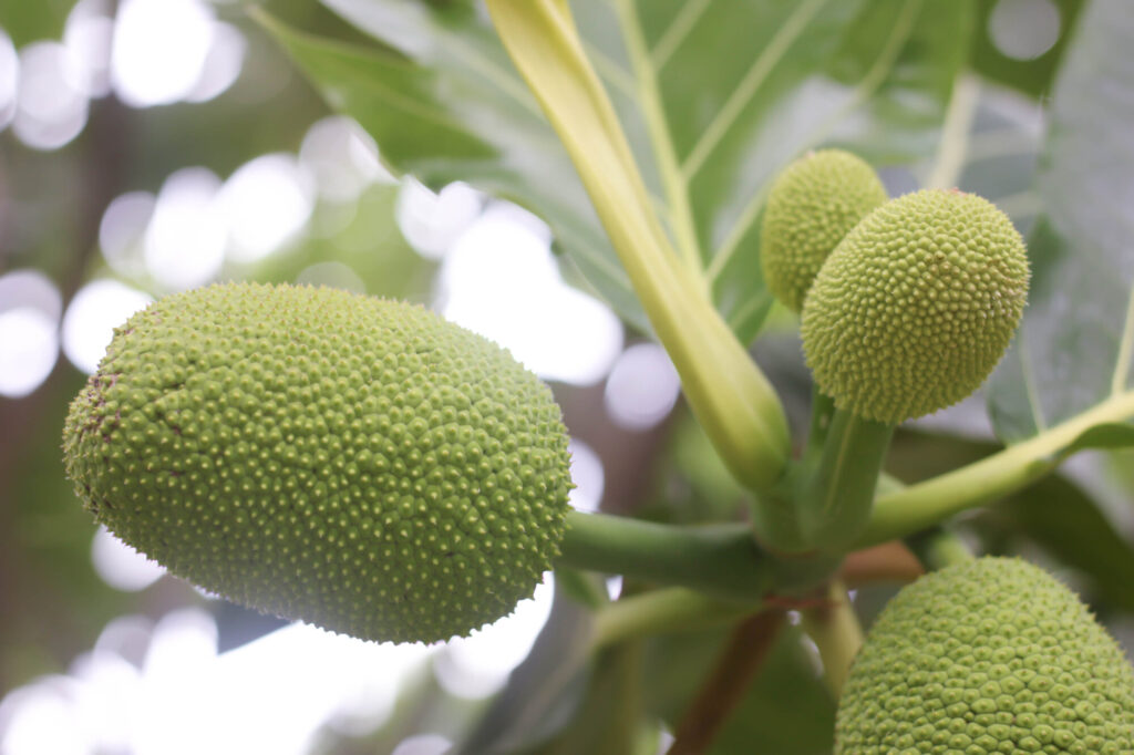 Jackfruit (Artocarpus heterophyllus) - (image credit: YAYImages)