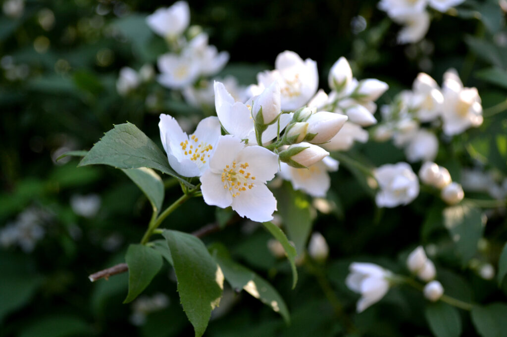 Jasmine (Jasminum officinale) - (image credit: Bubushonok)