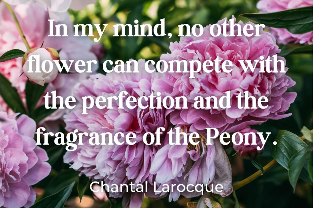 peonies quotes - (image credit: KateNovikova)