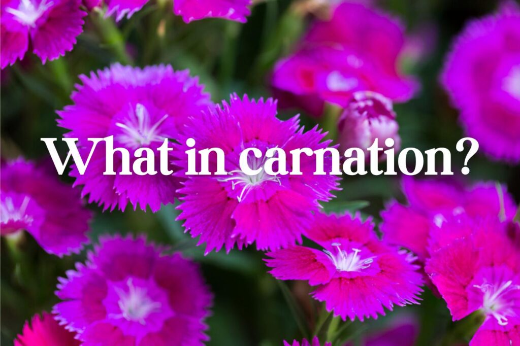 what in carnation - (image credit: hatchapong)