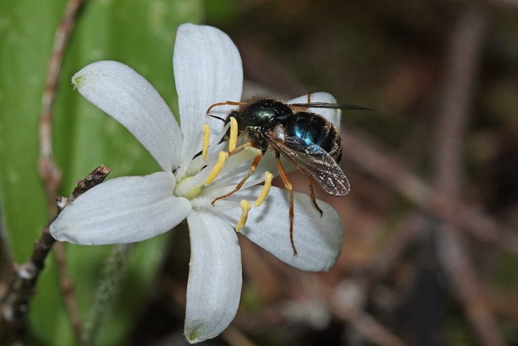 Queen’s cup (Clintonia uniflora) - (image credit: Walter Siegmund)