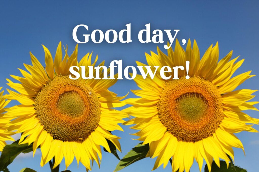 jeux de mots sur les tournesols - good day sunflower - (image credit : zadiraka)