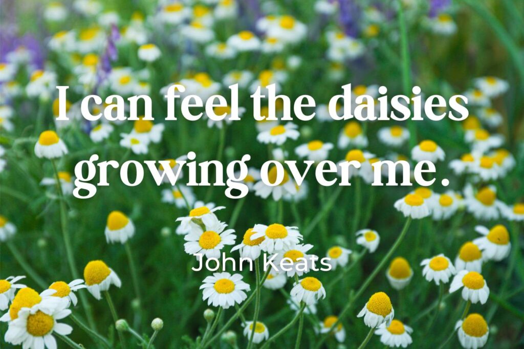 daisies growing over me - (image credit: Atlas Studio)