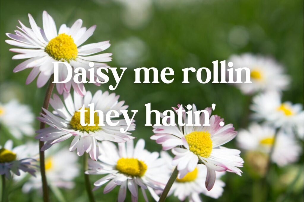 lustige Blumen-Wortspiele - daisy me rollin they hatin - (Bildnachweis: Alexthq)