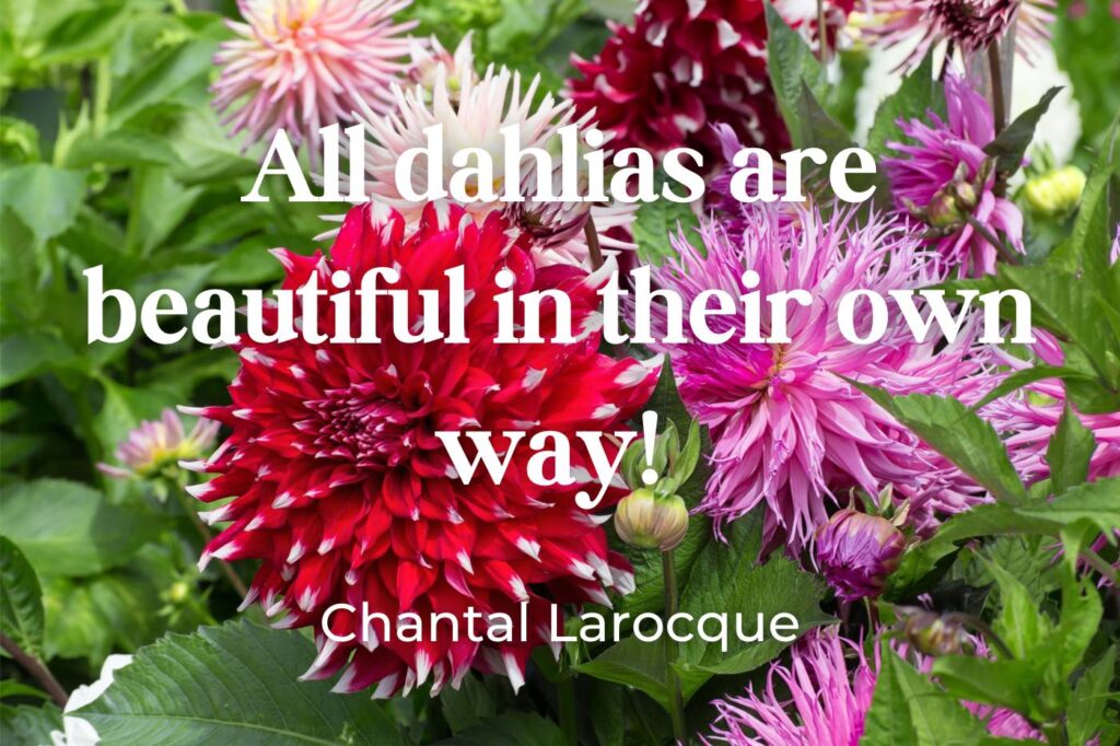 toutes les dahlias sont belles citation - (crédit image : wolterke)