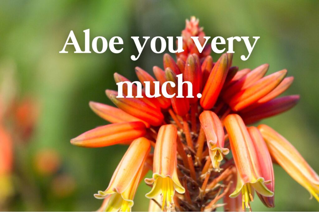 aloe you very much - (image credit: Shnurochek13)