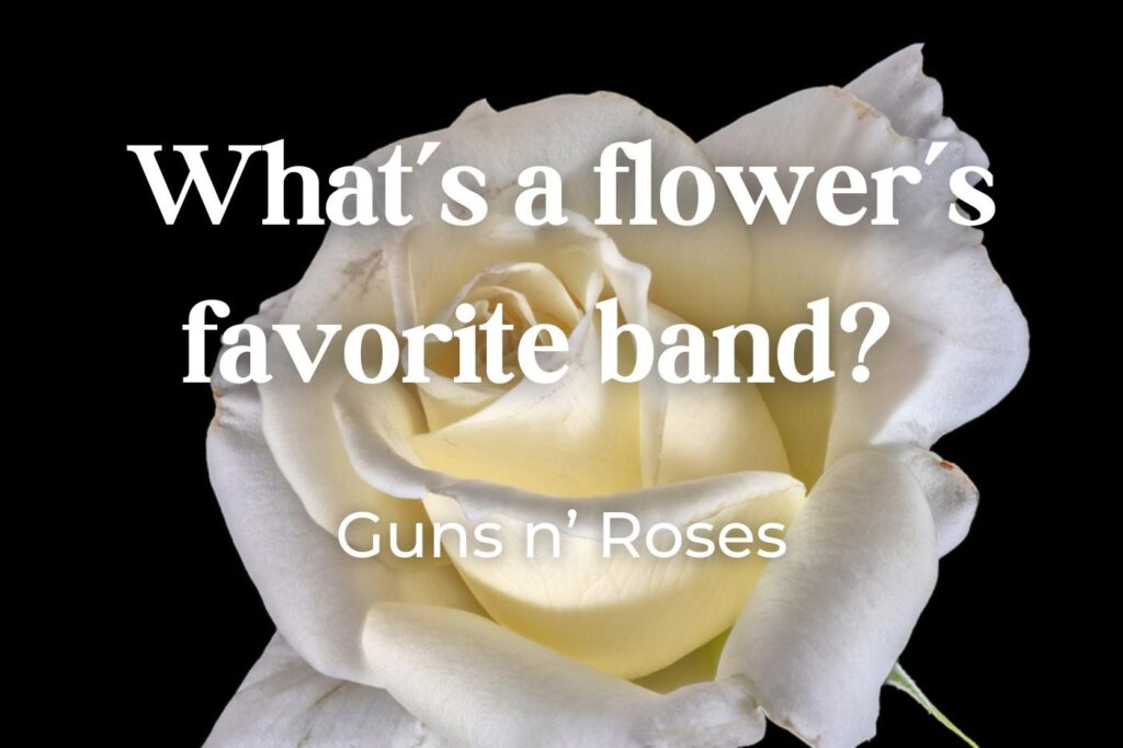 blagues et jeux de mots sur les fleurs - guns n roses - (crédit image : olaf.holland@t-online.de)