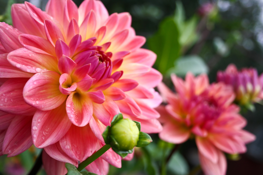 how to grow dahlias - (image credit: vig1264)