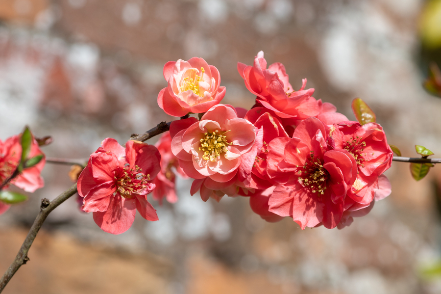 Fiori che iniziano per Q - Cotogno giapponese (Chaenomeles japonica) - (credito immagine: tommeaker26@gmail.com)