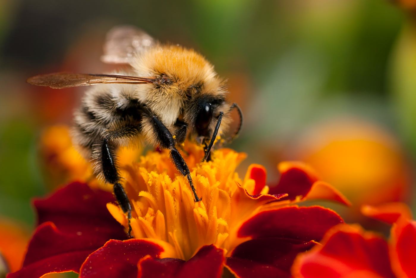 bee on marigold - creating a bee friendly garden