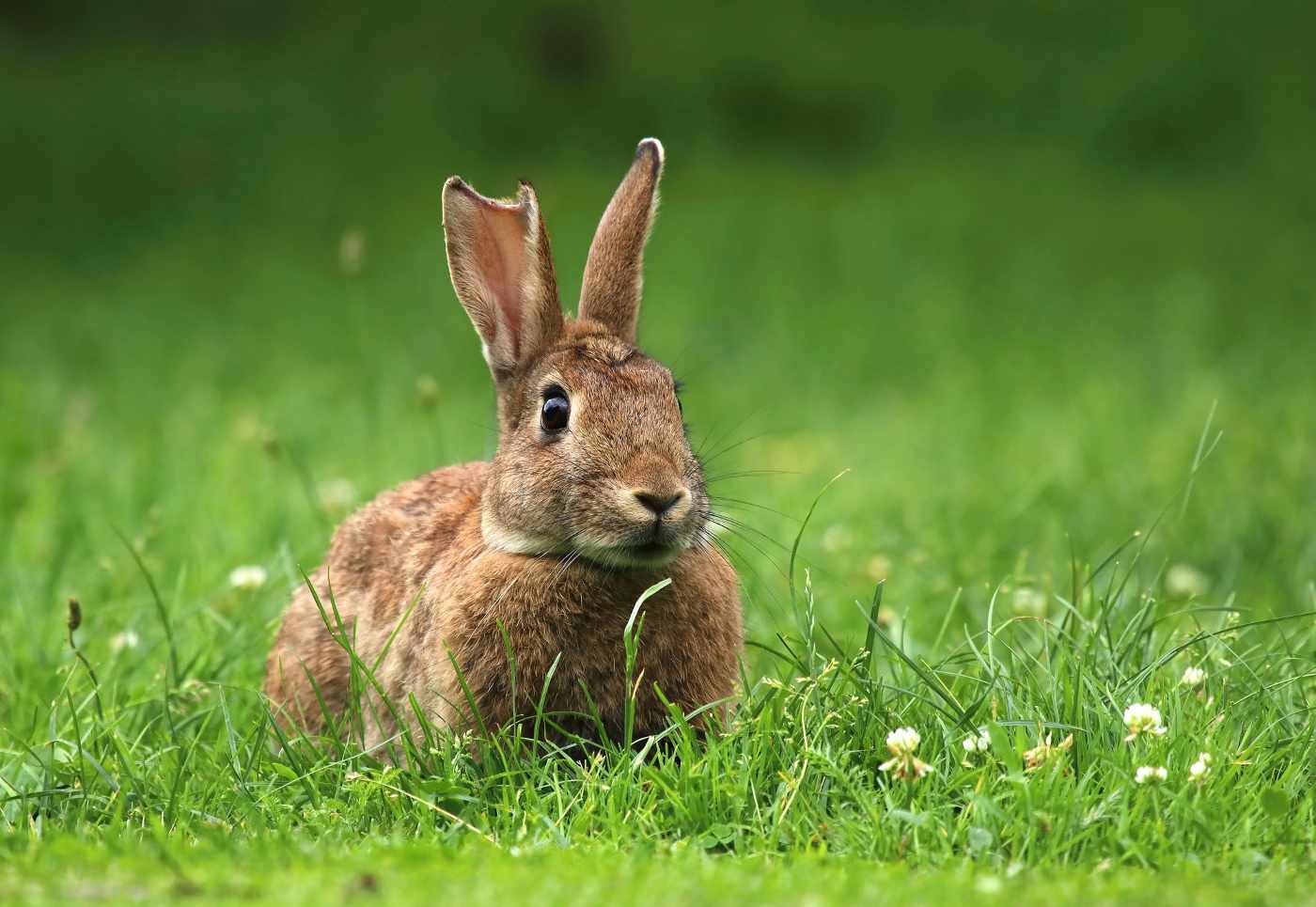 wild rabbit in yard - create a biodiverse lawn