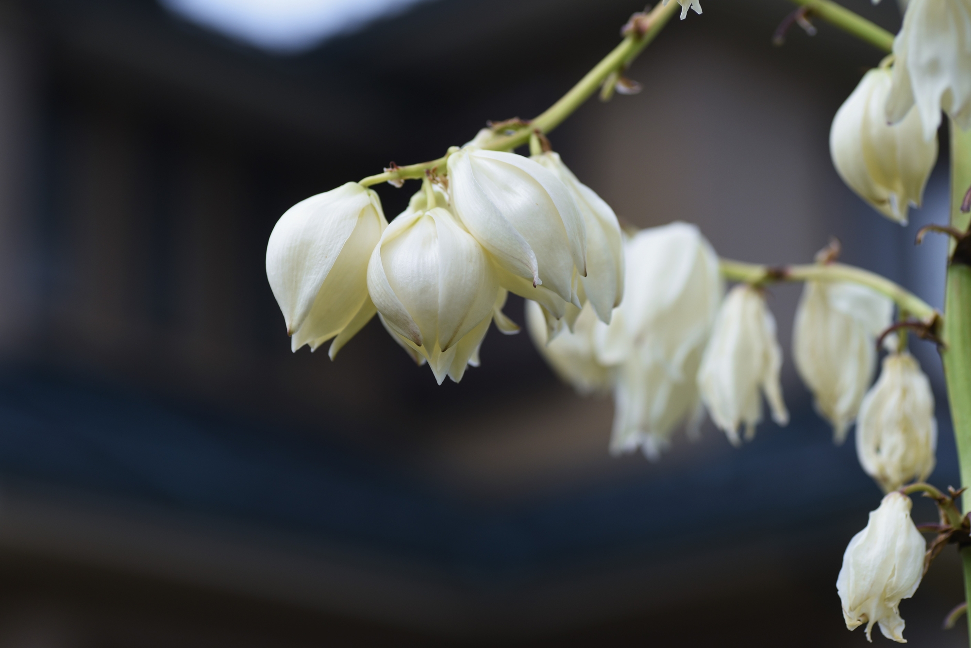 Fiori che iniziano per Y - Yucca gloriosa - (credito immagine: YK1500)