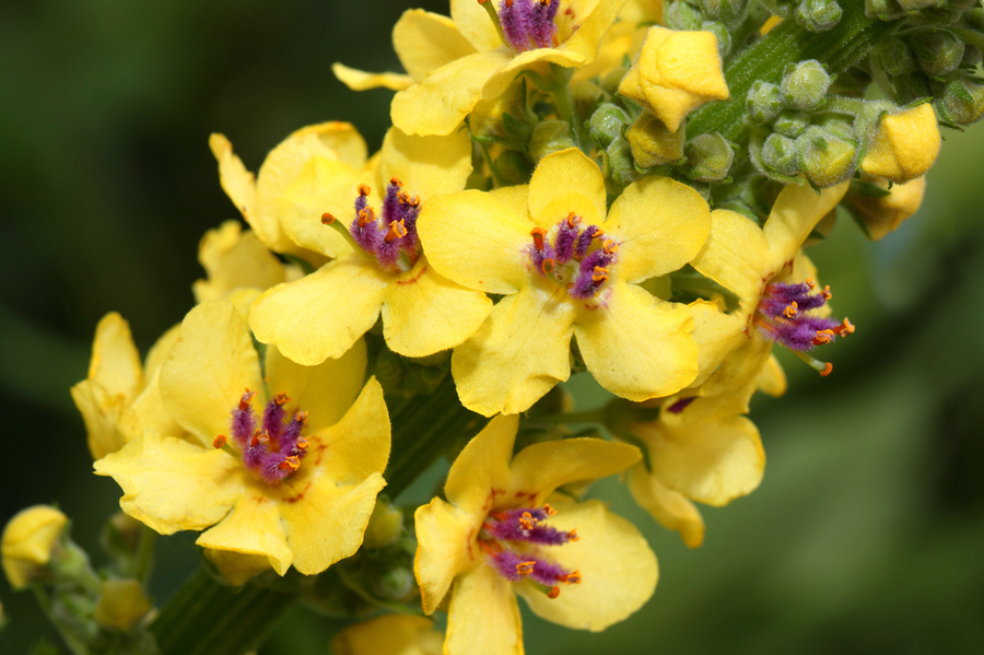 Fiori che iniziano per V - verbascum - (credito immagine: Mayerberg)