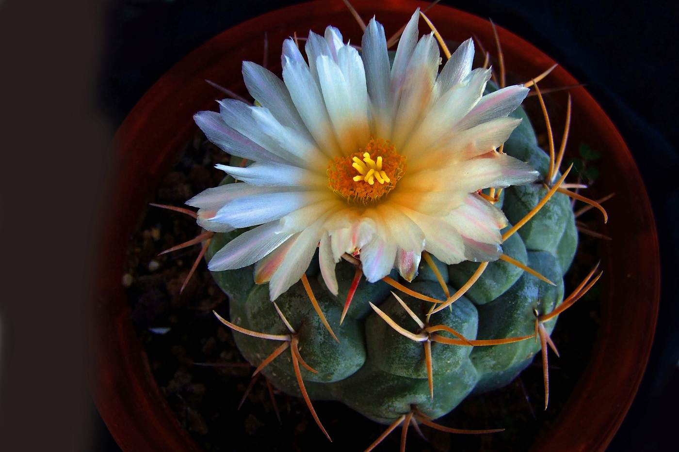 Cactus da fiore - Date vita alla vostra casa con il giardinaggio floreale in interni