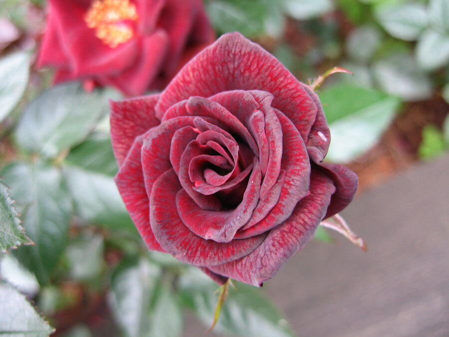 Black Jade Rose (Rosa ‘Black Jade’) - (image credit: fuzzyjay)