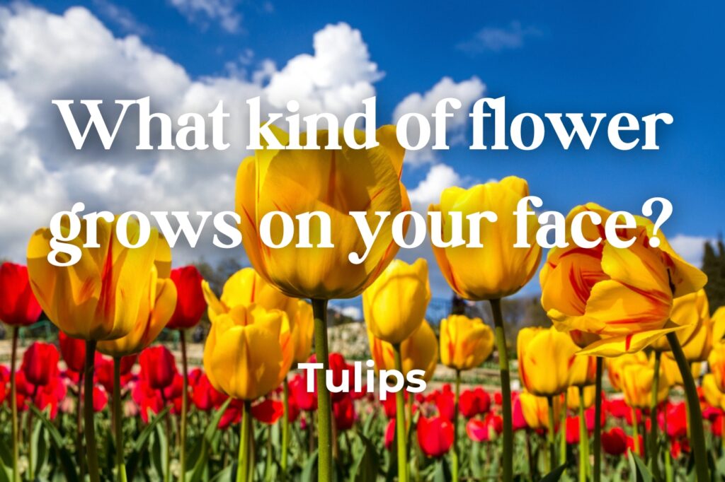 tulip joke - (image credit: Carmian)