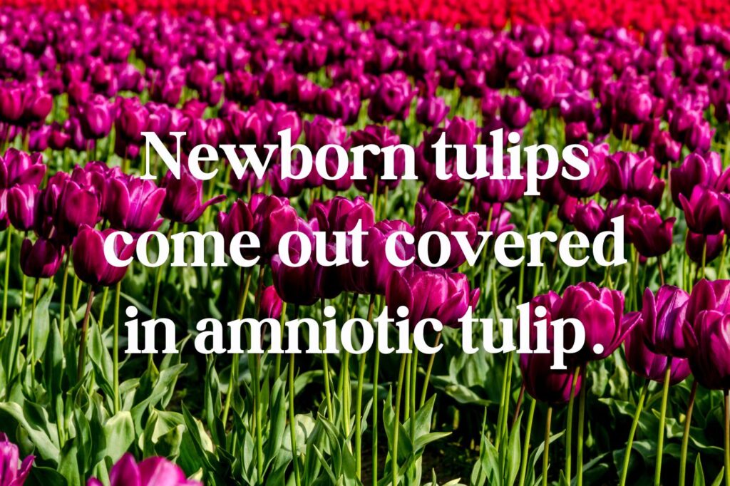 newborn tulip puns - (image credit: TeriVirbickis)