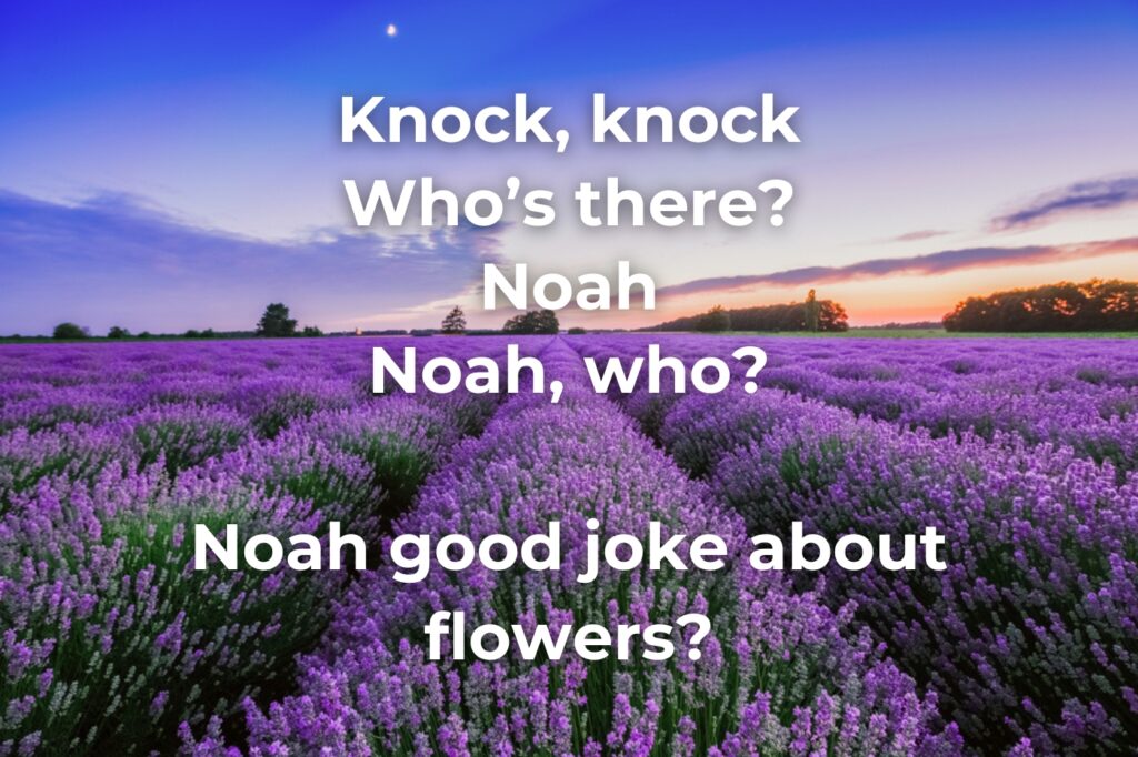 noah flower joke - (image credit: valio84sl)